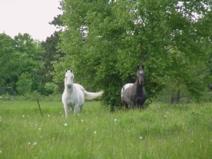 fond d'écran chevaux dans pré